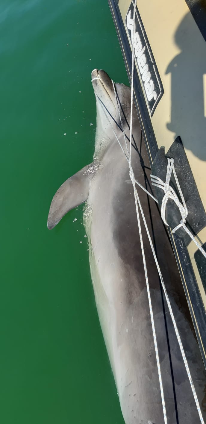 Trovato morto un altro delfino